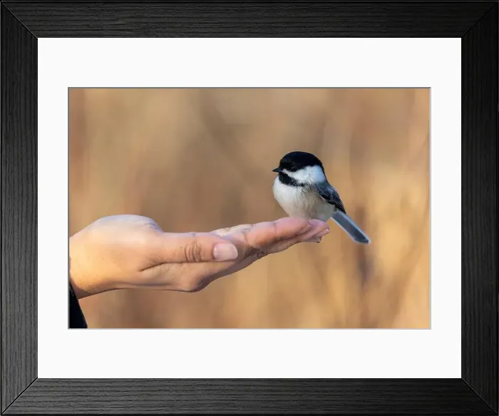 Framed Print : Black capped chickadee eating from a woman's hand Framed Print : Black capped chickadee eating from a woman's hand