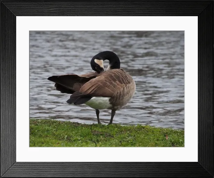 Framed Print : Canadian goose (branta canadensis) preening next the pond in the Rheinaue park in Bonn, Germany Framed Print : Canadian goose (branta canadensis) preening next the pond in the Rheinaue park in Bonn, Germany