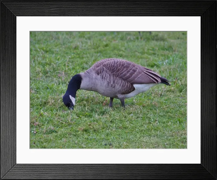 Framed Print : Canada goose (branta canadensis) granzing on grass in the Rheinaue park in Bonn, Germany Framed Print : Canada goose (branta canadensis) granzing on grass in the Rheinaue park in Bonn, Germany