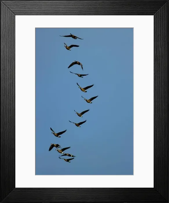 Framed Print : Canada geese (Branta canadensis) at McFadden's Marsh, William Finley National Wildlife Refuge, Oregon