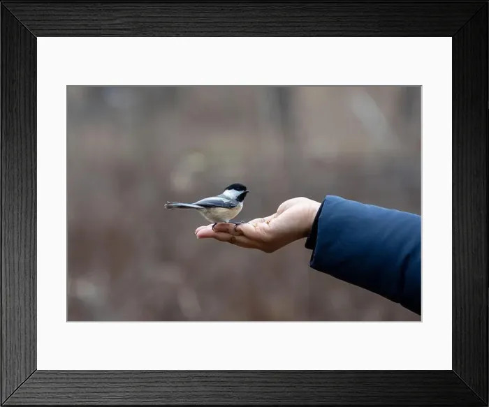 Framed Print : Black capped chickadee eating from a woman's hand Framed Print : Black capped chickadee eating from a woman's hand