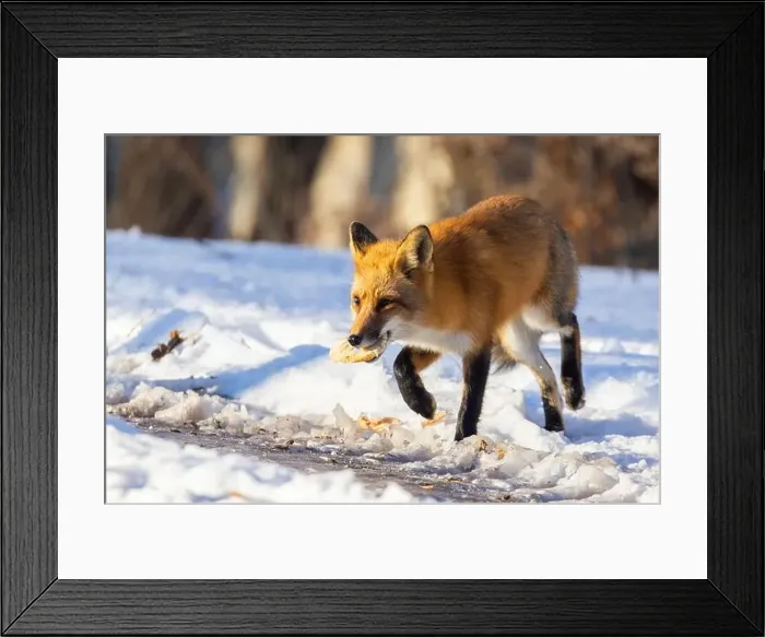 Framed Print : Red fox in Canadian winter hunting Framed Print : Red fox in Canadian winter hunting