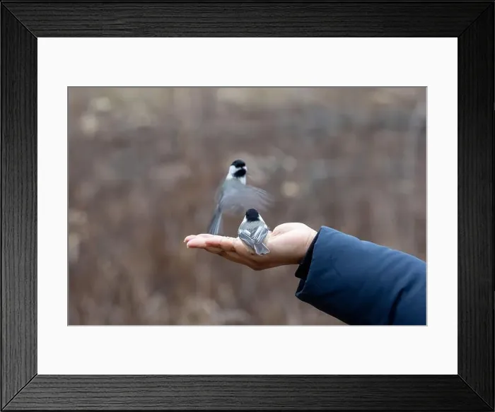 Framed Print : Black capped chickadee eating from a woman's hand Framed Print : Black capped chickadee eating from a woman's hand