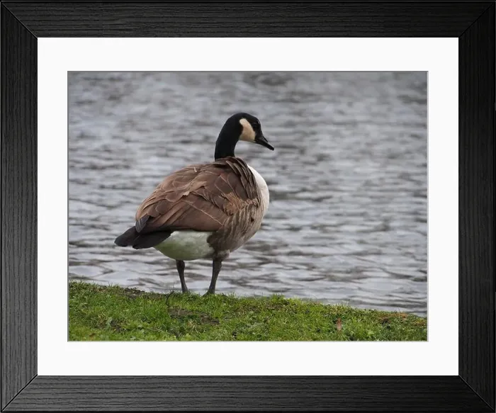 Framed Print : Canadian goose (branta canadensis) looking over the pond in the Rheinaue park in Bonn, Germany Framed Print : Canadian goose (branta canadensis) looking over the pond in the Rheinaue park in Bonn, Germany