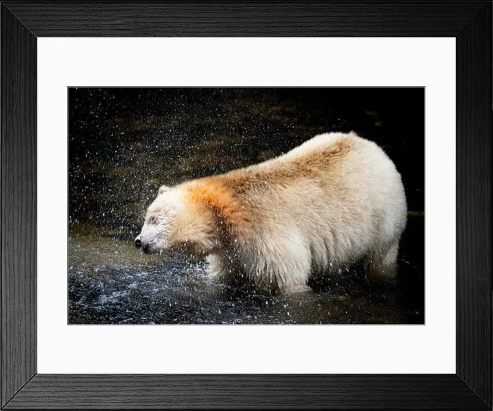 Framed Print : Spirit Bear Shakes Off Water in Natural Habitat Framed Print : Spirit Bear Shakes Off Water in Natural Habitat