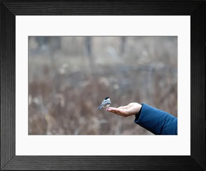 Framed Print : Black capped chickadee eating from a woman's hand Framed Print : Black capped chickadee eating from a woman's hand