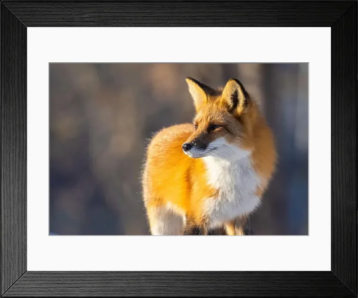 Framed Print : Red fox in Canadian winter hunting Framed Print : Red fox in Canadian winter hunting