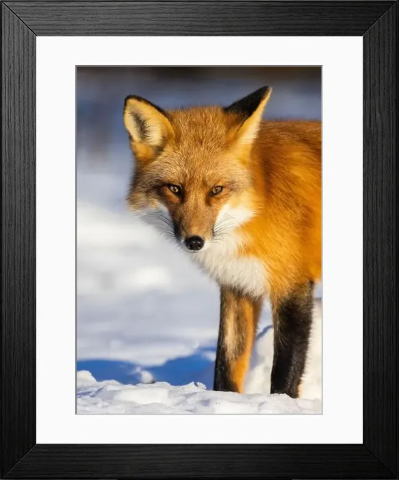 Framed Print : Red fox in Canadian winter hunting Framed Print : Red fox in Canadian winter hunting