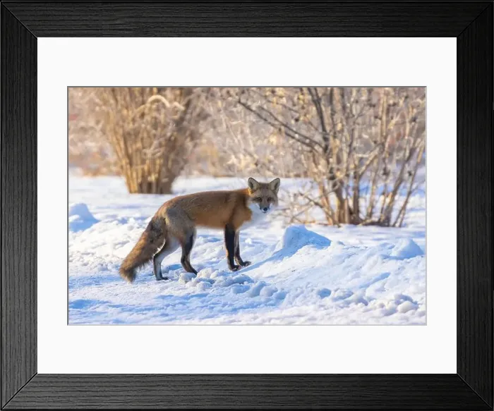 Framed Print : Red fox in Canadian winter hunting Framed Print : Red fox in Canadian winter hunting