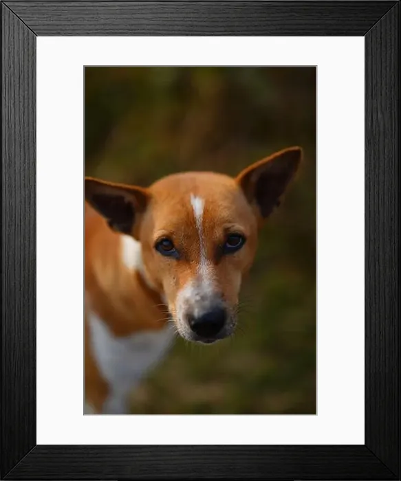 Framed Print : Winter Morning Red Basenji dog along the road in the yard Framed Print : Winter Morning Red Basenji dog along the road in the yard