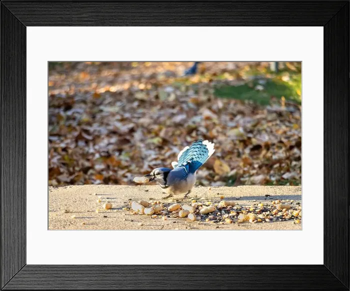 Framed Print : Blue Jay speading tail with a peanut in his beak. Feeding birds in the backyard Framed Print : Blue Jay speading tail with a peanut in his beak. Feeding birds in the backyard