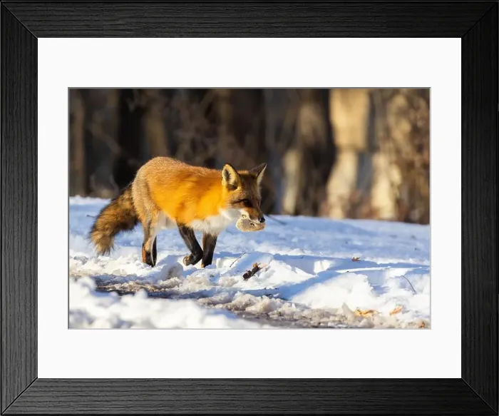 Framed Print : Red fox in Canadian winter hunting Framed Print : Red fox in Canadian winter hunting
