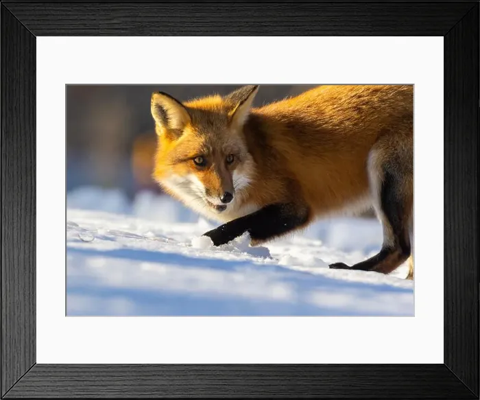 Framed Print : Red fox in Canadian winter hunting Framed Print : Red fox in Canadian winter hunting