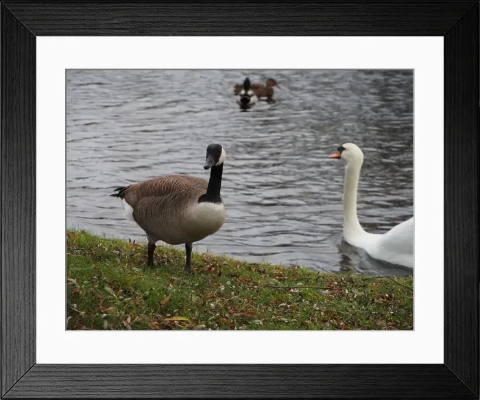 Framed Print : Canadian goose (branta canadensis) standing next the pond in the Rheinaue park in Bonn, Germany