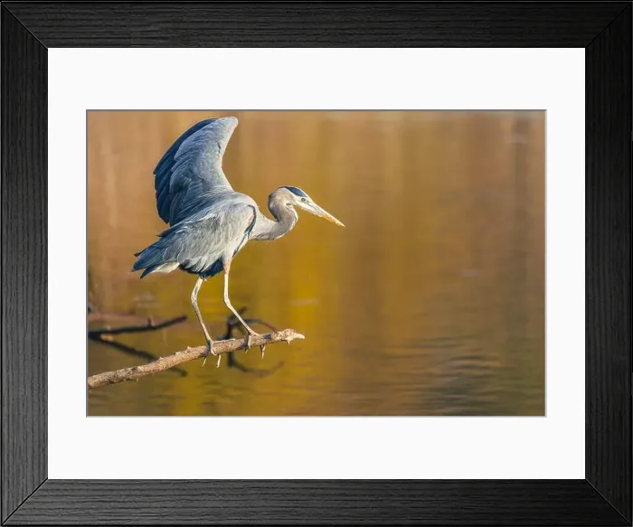 Framed Print : grey heron perching on a wing over the lake water and stretching his wings overr a natural blurred background Framed Print : grey heron perching on a wing over the lake water and stretching his wings overr a natural blurred background