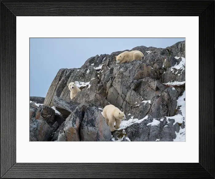 Framed Print : A female polar bear and two cubs climbing on the rocks along the Hudson Bay just outside of Churchill Framed Print : A female polar bear and two cubs climbing on the rocks along the Hudson Bay just outside of Churchill
