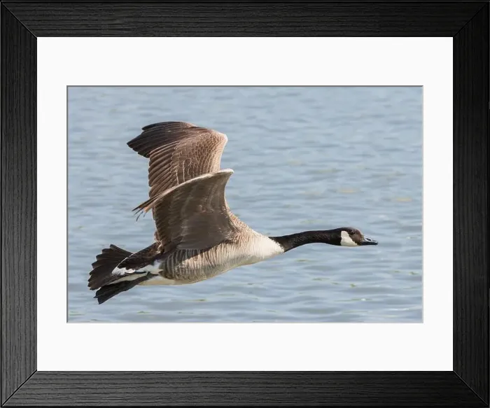 Framed Print : Canada Goose [ Branta Canadensis ] in flight over water
