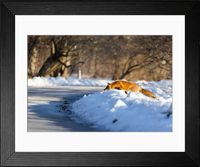 Framed Print : Red fox in Canadian winter hunting Framed Print : Red fox in Canadian winter hunting
