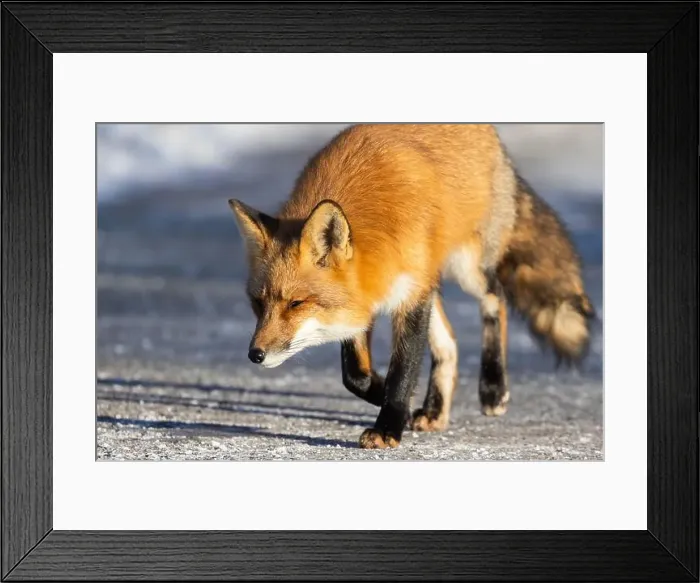 Framed Print : Red fox in Canadian winter hunting Framed Print : Red fox in Canadian winter hunting
