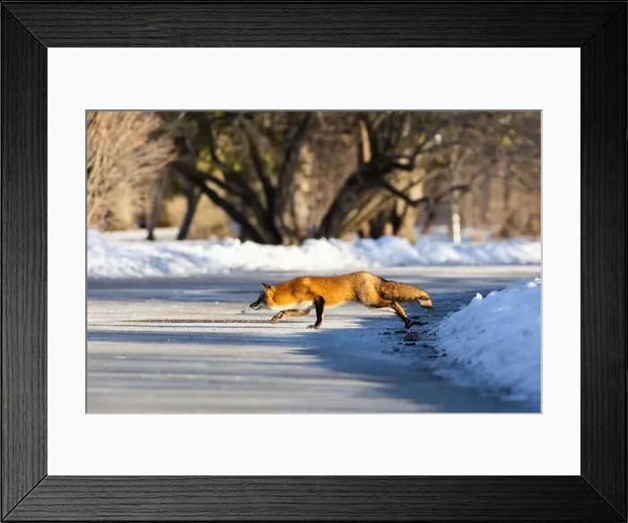 Framed Print : Red fox in Canadian winter hunting Framed Print : Red fox in Canadian winter hunting