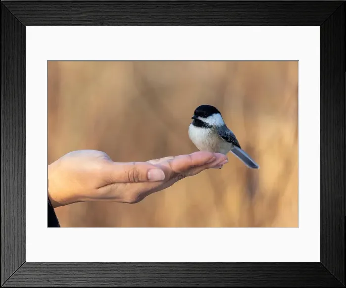 Framed Print : Black capped chickadee eating from a woman's hand Framed Print : Black capped chickadee eating from a woman's hand