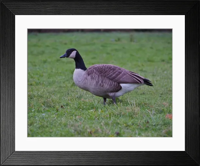 Framed Print : Canada goose (branta canadensis) granzing on grass in the Rheinaue park in Bonn, Germany Framed Print : Canada goose (branta canadensis) granzing on grass in the Rheinaue park in Bonn, Germany
