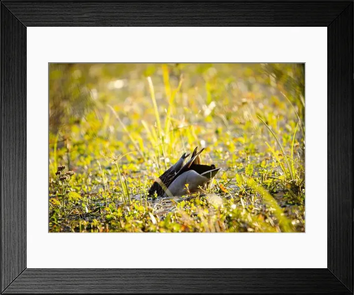 Framed Print : Canada Goose diving for food Framed Print : Canada Goose diving for food