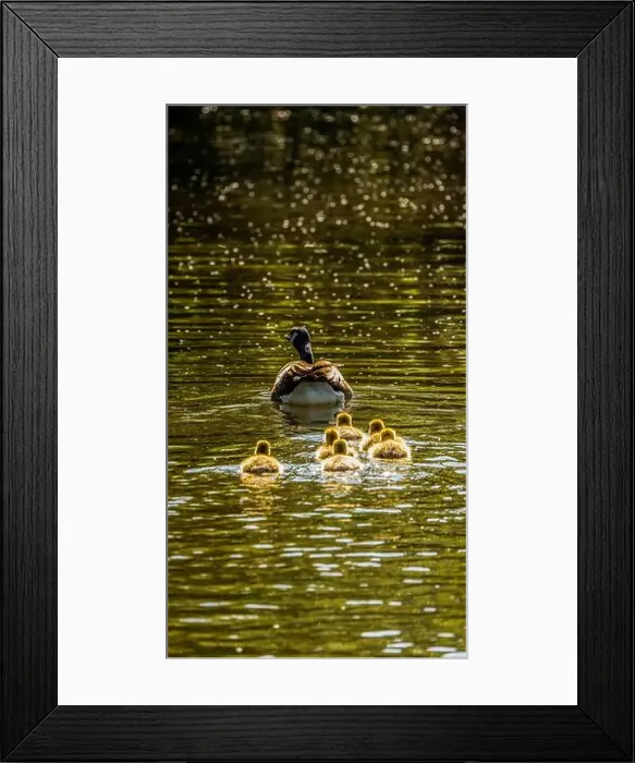Framed Print : Mother Goose Leading Her Goslings Across a Golden Pond Framed Print : Mother Goose Leading Her Goslings Across a Golden Pond