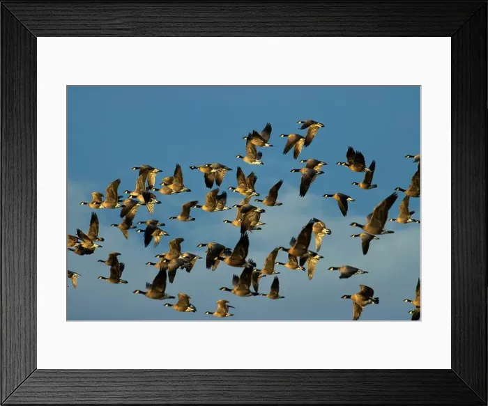 Framed Print : Canada geese (Branta canadensis) at McFadden's Marsh, William Finley National Wildlife Refuge, Oregon