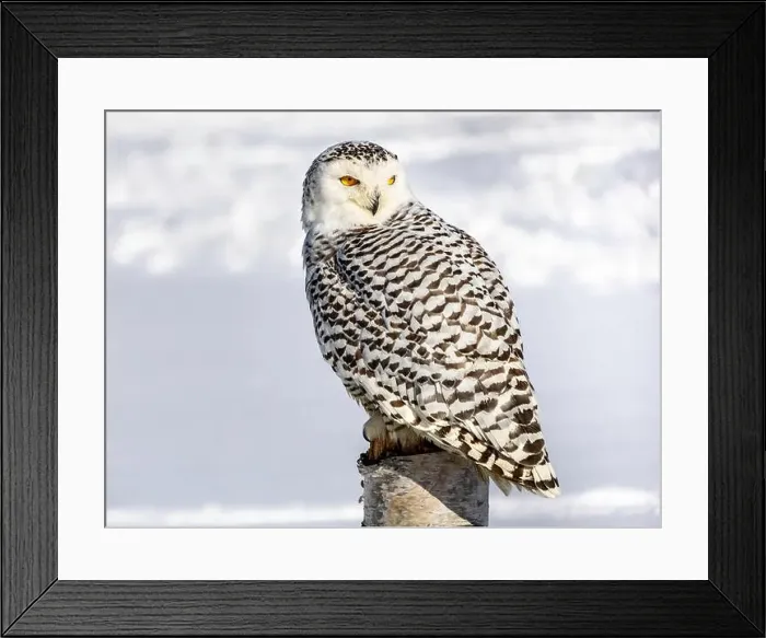 Framed Print : Snowy owl (Bubo scandiacus) perching on a pole on a cold winter morning, Southern Ontario Framed Print : Snowy owl (Bubo scandiacus) perching on a pole on a cold winter morning, Southern Ontario