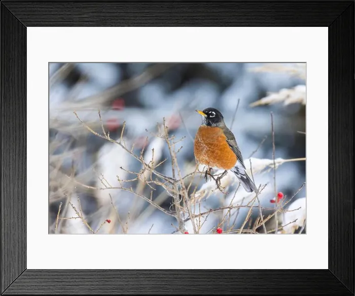 Framed Print : American robin (Turdus migratorius) eating berries in winter Framed Print : American robin (Turdus migratorius) eating berries in winter