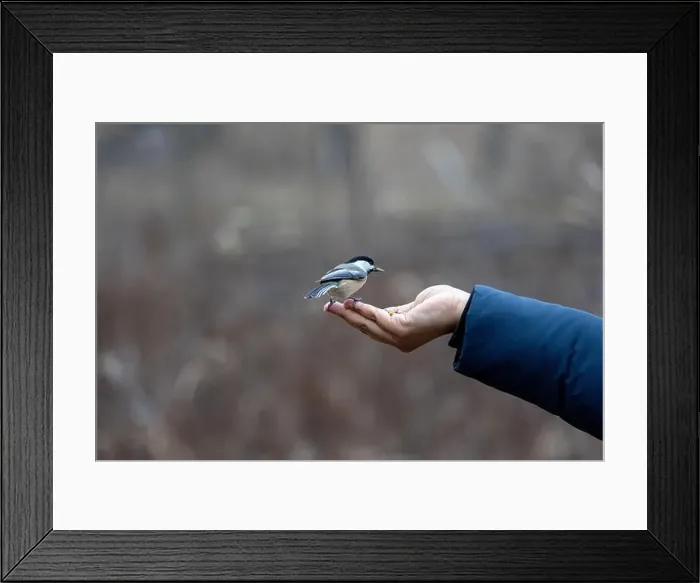 Framed Print : Black capped chickadee eating from a woman's hand Framed Print : Black capped chickadee eating from a woman's hand