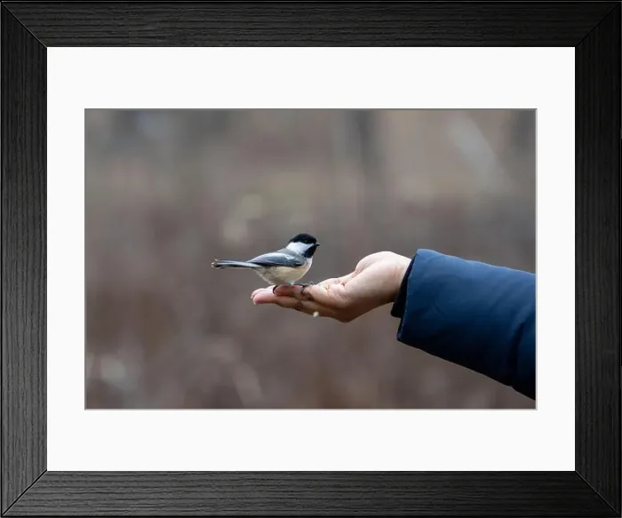 Framed Print : Black capped chickadee eating from a woman's hand Framed Print : Black capped chickadee eating from a woman's hand