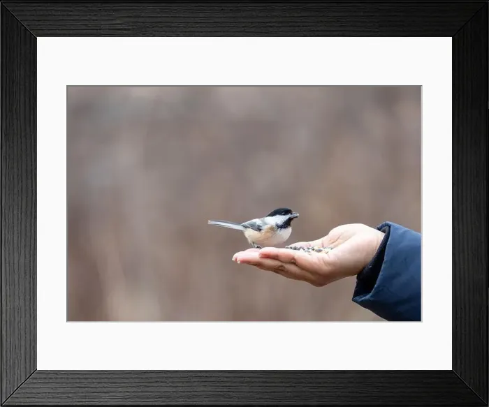 Framed Print : Black capped chickadee eating from a woman's hand Framed Print : Black capped chickadee eating from a woman's hand