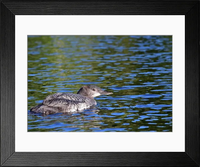 Framed Print : Common loon immature. Young Gavia immer Framed Print : Common loon immature. Young Gavia immer