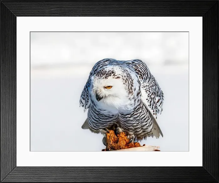 Framed Print : Snowy owl (Bubo scandiacus) perching on a pole on a cold winter morning, Southern Ontario
