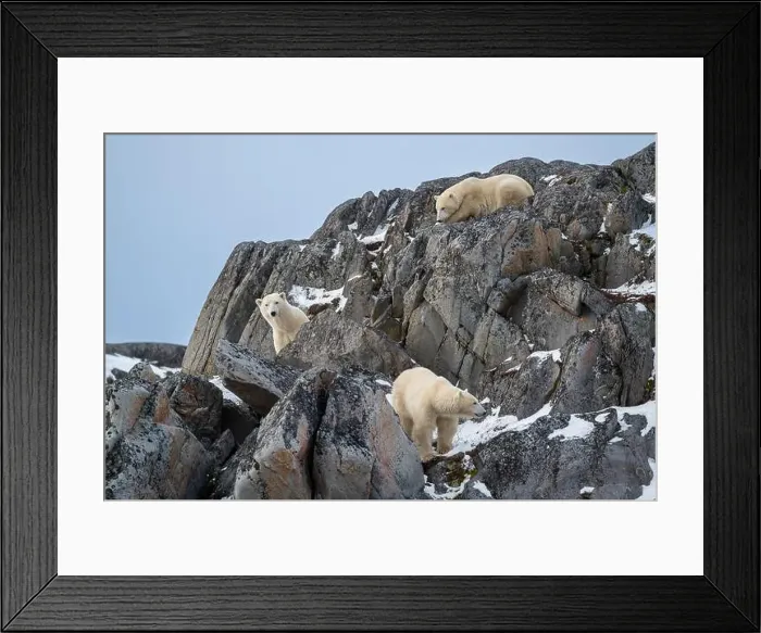 Framed Print : A female polar bear and two cubs climbing on the rocks along the Hudson Bay just outside of Churchill Framed Print : A female polar bear and two cubs climbing on the rocks along the Hudson Bay just outside of Churchill
