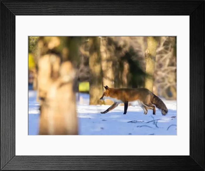 Framed Print : Red fox in Canadian winter hunting Framed Print : Red fox in Canadian winter hunting