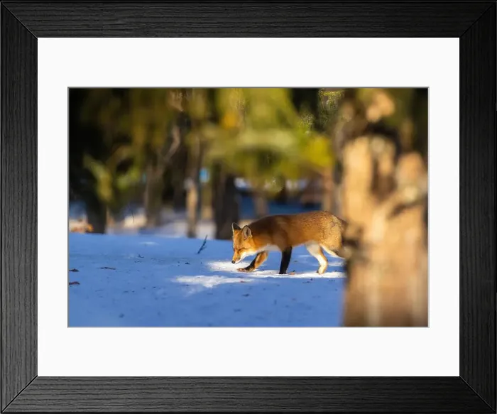 Framed Print : Red fox in Canadian winter hunting Framed Print : Red fox in Canadian winter hunting