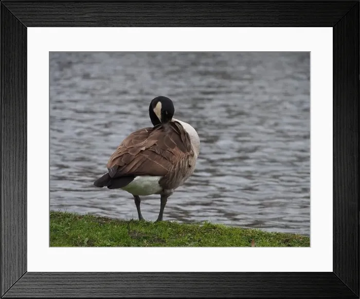 Framed Print : Canadian goose (branta canadensis) preening next the pond in the Rheinaue park in Bonn, Germany Framed Print : Canadian goose (branta canadensis) preening next the pond in the Rheinaue park in Bonn, Germany