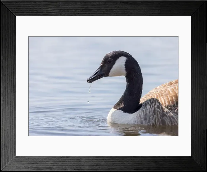 Framed Print : Canada Goose [ Branta Canadensis ] close up of bird with water dripping from beak  /  bill