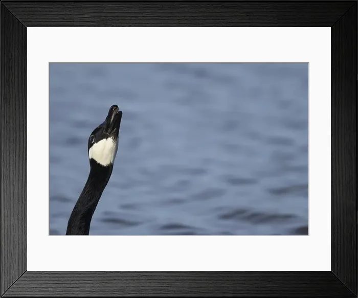 Framed Print : Canada goose (Branta canadensis) adult bird calling on a lake, England, United Kingdom, Europe Framed Print : Canada goose (Branta canadensis) adult bird calling on a lake, England, United Kingdom, Europe