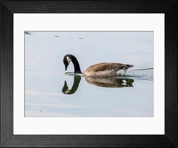 Framed Print : Canada goose with mirroring swims on the lake Baldeneysee Framed Print : Canada goose with mirroring swims on the lake Baldeneysee