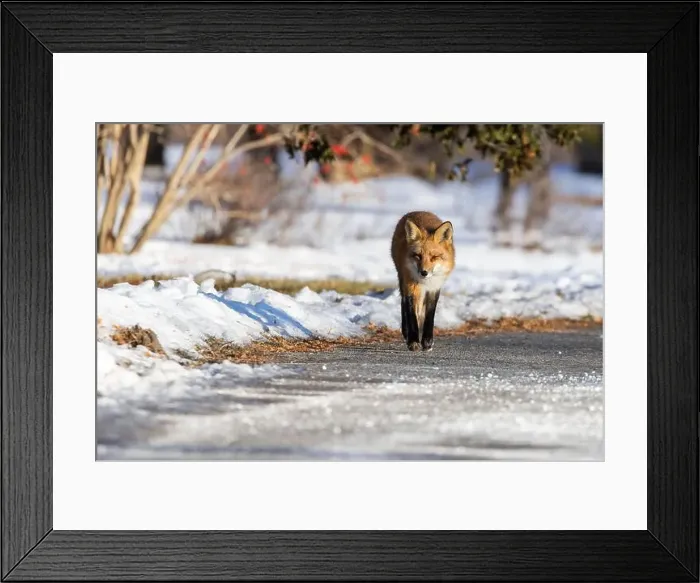 Framed Print : Red fox in Canadian winter hunting Framed Print : Red fox in Canadian winter hunting