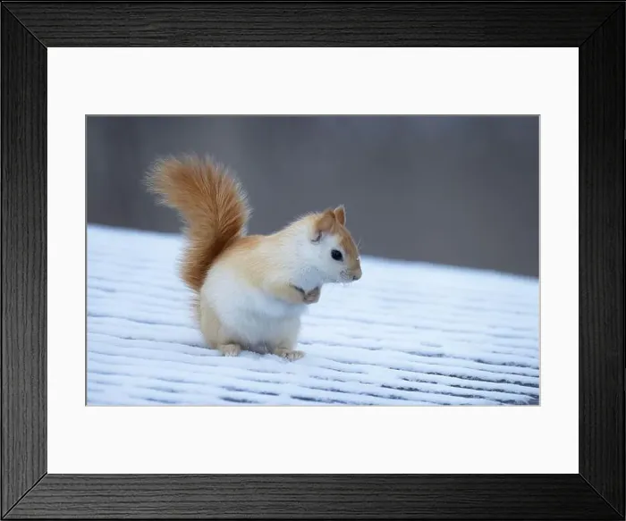 Framed Print : White squirrel (leucistic red squirrel) on top of a roof on a cold winter morning in Canada Framed Print : White squirrel (leucistic red squirrel) on top of a roof on a cold winter morning in Canada
