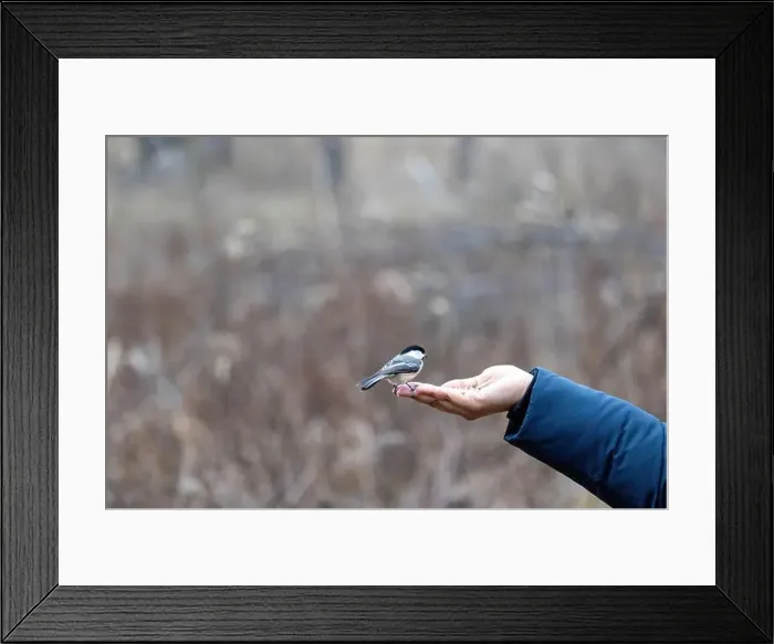 Framed Print : Black capped chickadee eating from a woman's hand Framed Print : Black capped chickadee eating from a woman's hand