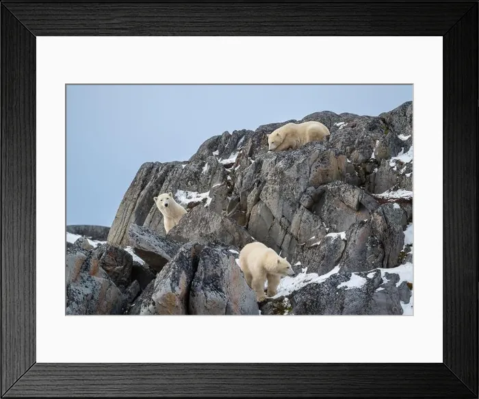 Framed Print : A female polar bear and two cubs climbing on the rocks along the Hudson Bay just outside of Churchill Framed Print : A female polar bear and two cubs climbing on the rocks along the Hudson Bay just outside of Churchill