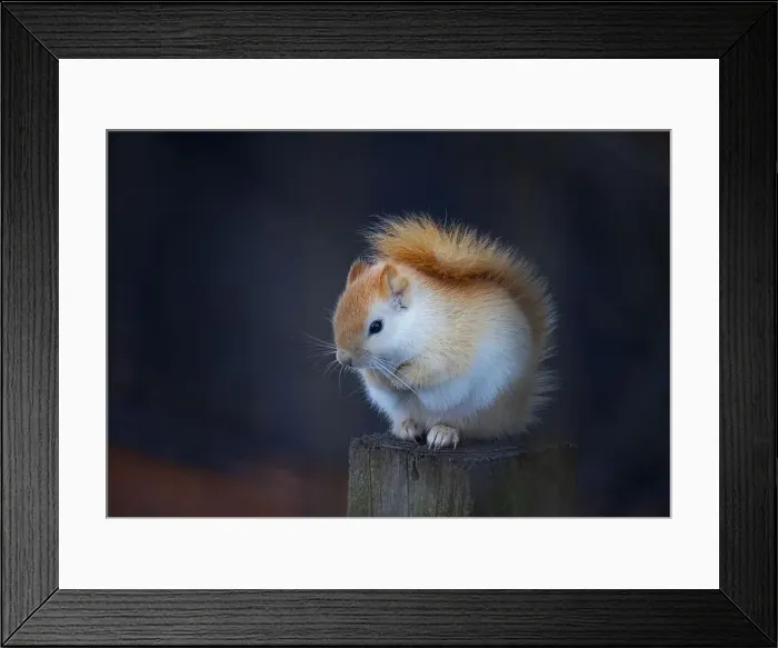 Framed Print : White squirrel (leucistic red squirrel) sitting on a post on a cold winter morning in Canada Framed Print : White squirrel (leucistic red squirrel) sitting on a post on a cold winter morning in Canada