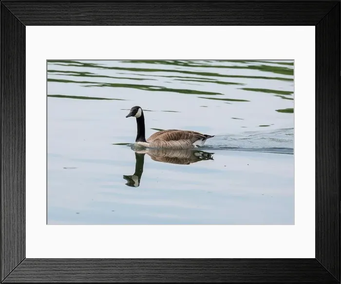 Framed Print : Canada goose with mirroring swims on the lake Baldeneysee Framed Print : Canada goose with mirroring swims on the lake Baldeneysee