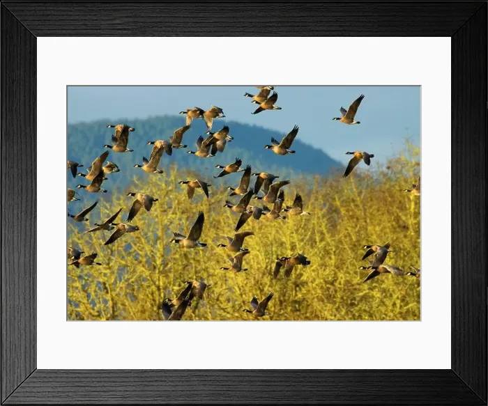 Framed Print : Canada geese (Branta canadensis) at McFadden's Marsh, William Finley National Wildlife Refuge, Oregon Framed Print : Canada geese (Branta canadensis) at McFadden's Marsh, William Finley National Wildlife Refuge, Oregon